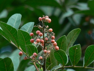 Aroeira Brasileira by dinesh_valke.